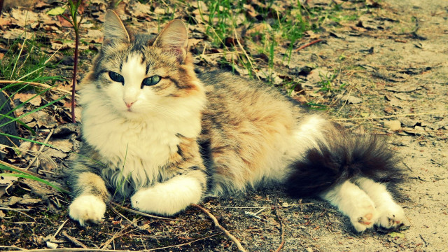 Cat grass dirt field glamorous free wallpaper for desktop - medium preview image