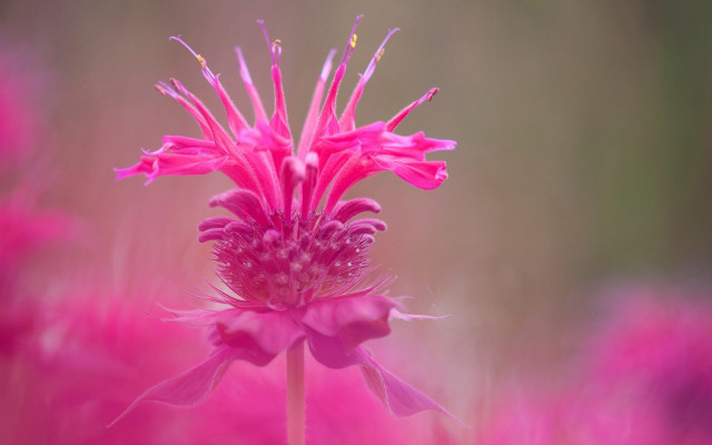 Pink flower blurry background macro #4 free wallpaper for desktop - medium preview image