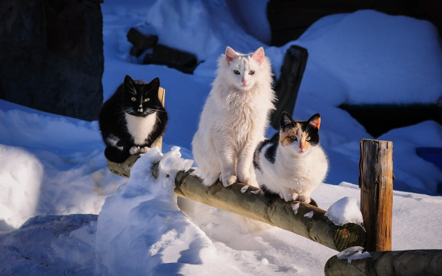 Three cats snow log renaissance free wallpaper for desktop - medium preview image