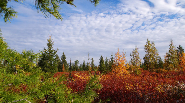 Autumn trees bushes clouds sky free wallpaper for desktop - medium preview image