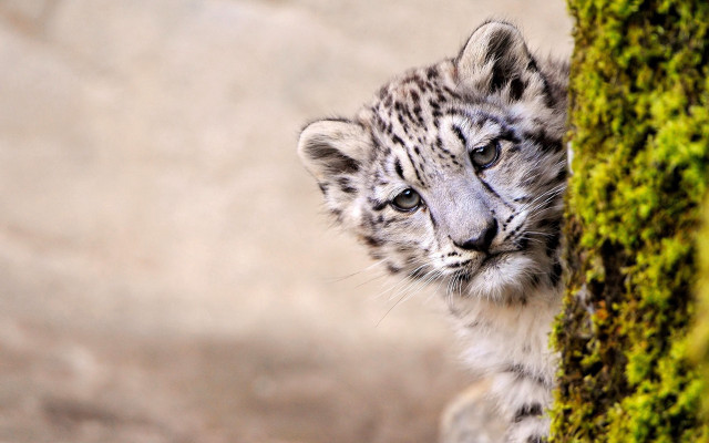 Snow leopard cub mossy tree free wallpaper for desktop - medium preview image