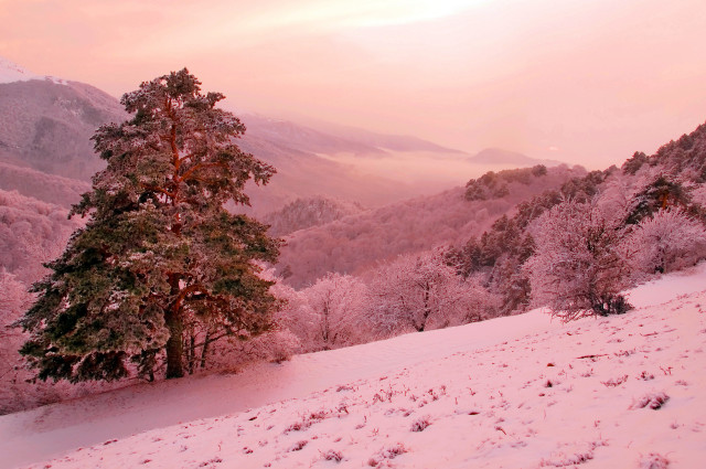 Snowy landscape tree mountains sunset free wallpaper for desktop - medium preview image