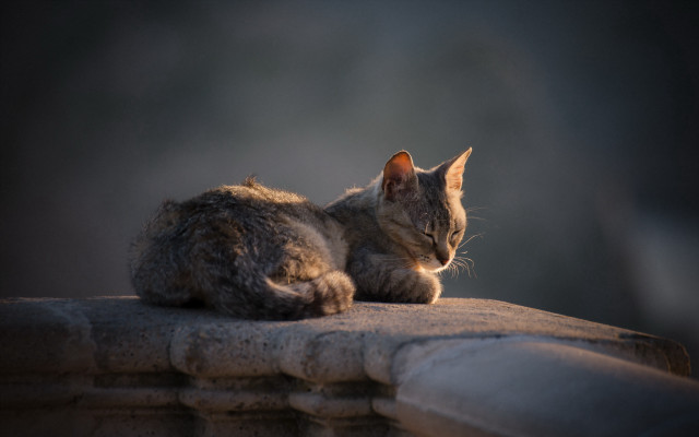 Cat ledge distant gaze tone free wallpaper for desktop - medium preview image