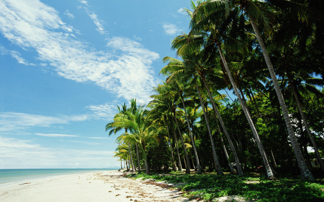Beach palm trees blue sky #17 free wallpaper for desktop - medium preview image