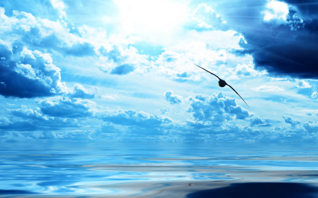 Bird water sky clouds sunbeams free wallpaper for desktop - medium preview image