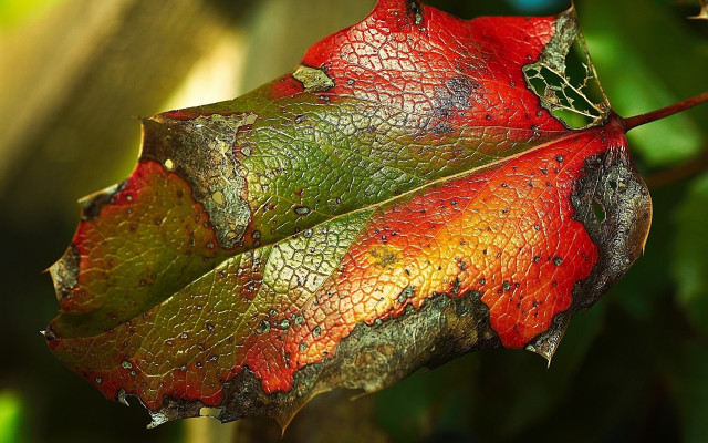 Leaf water drops photorealism decay free wallpaper for desktop - medium preview image