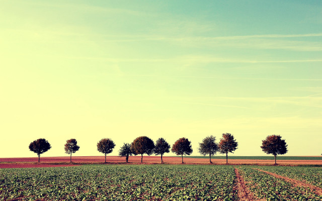 Row of trees field sunset free wallpaper for desktop - medium preview image