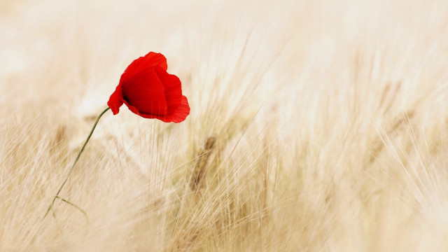 Red rose macro solo wheat free wallpaper for desktop - medium preview image