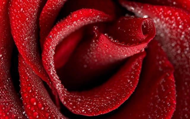 Red rose water droplets gothic #14 free wallpaper for desktop - medium preview image