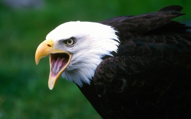 Bald eagle open mouth green free wallpaper for desktop - medium preview image