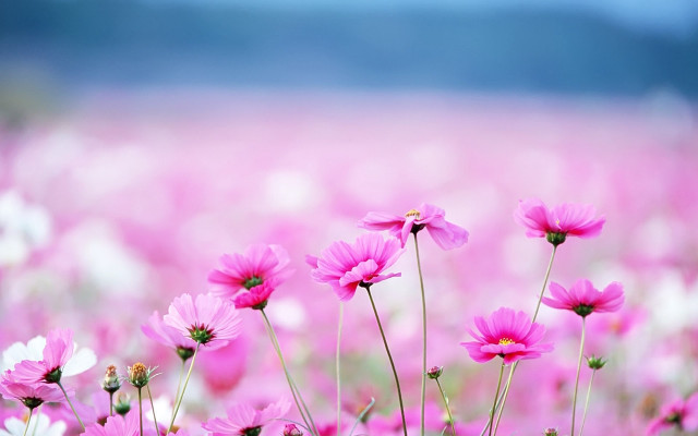 Pink flowers sky background blurry free wallpaper for desktop - medium preview image