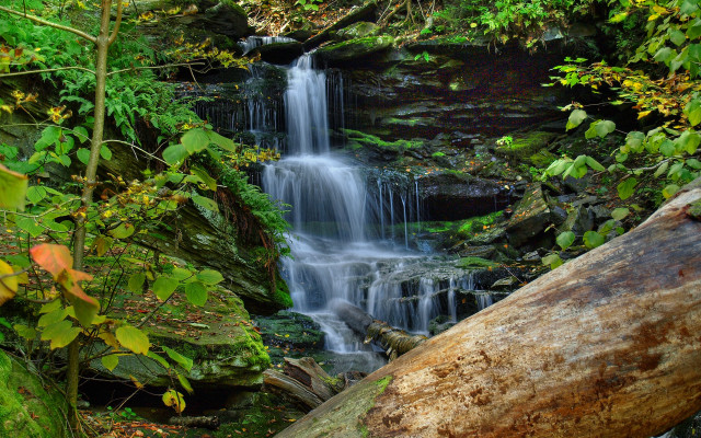 Waterfall forest fallen trunk bush free wallpaper for desktop - medium preview image