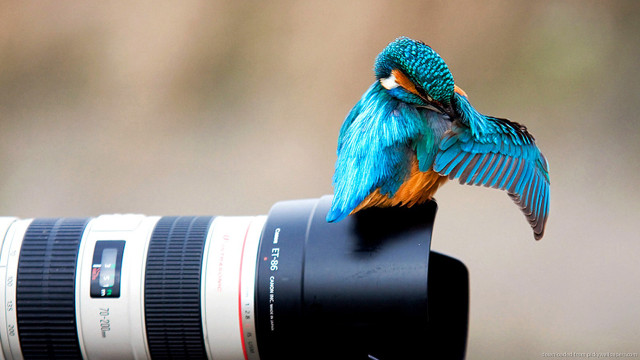 Small bird camera lens wings free wallpaper for desktop - medium preview image
