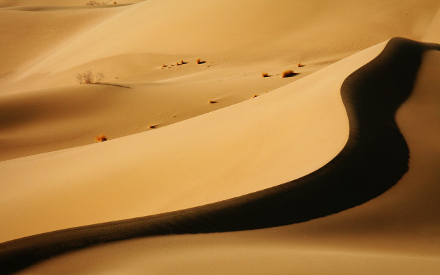 Desert people sand dunes trees #2 free wallpaper for desktop - medium preview image