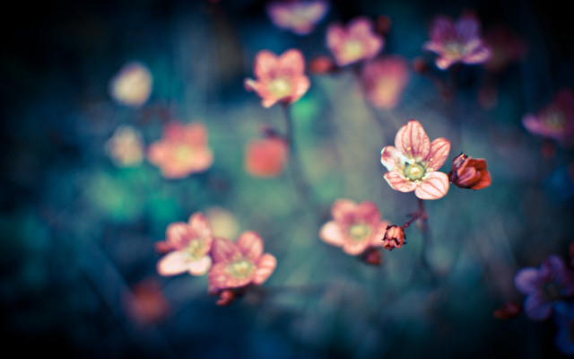 Flowers grass blur bokeh cherry free wallpaper for desktop - medium preview image