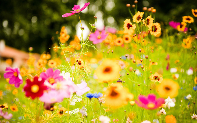 Flower field bokeh summer vibrant free wallpaper for desktop - medium preview image