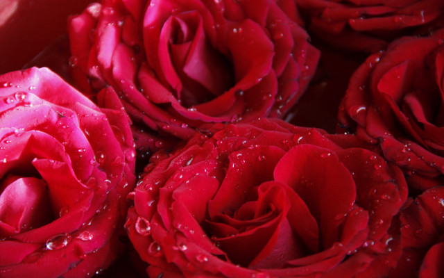 Red roses water droplets macro #4 free wallpaper for desktop - medium preview image