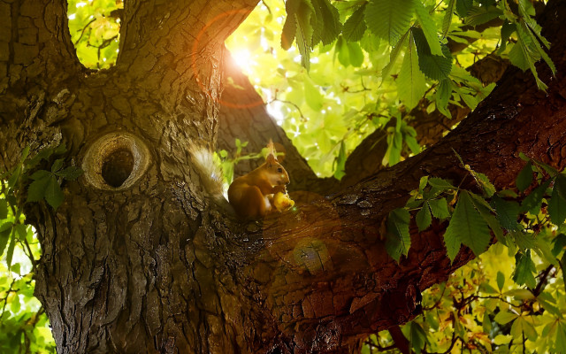 Squirrel tree sunlight leaves moss free wallpaper for desktop - medium preview image