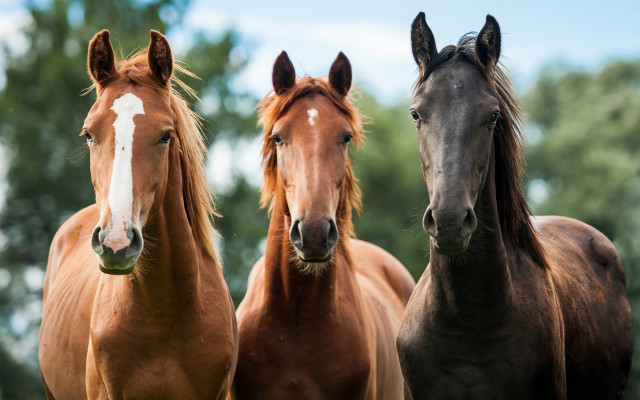 Three horses field grass trees free wallpaper for desktop - medium preview image