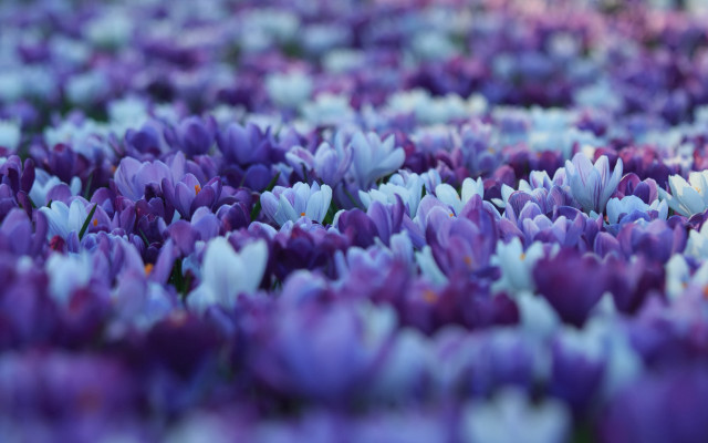 Purple flower field blurry bokeh free wallpaper for desktop - medium preview image