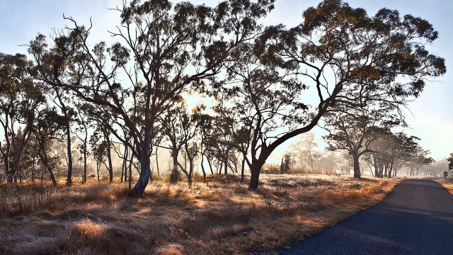 Road trees sky autumn leaves free wallpaper for desktop - medium preview image