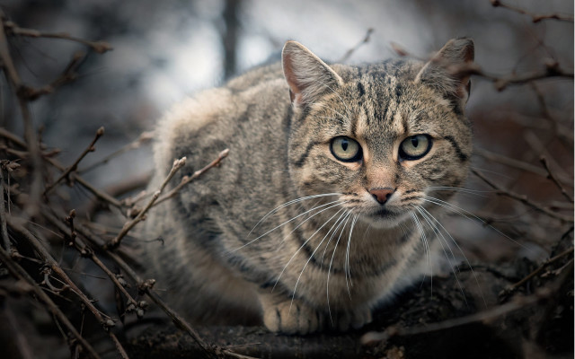 Sad cat branch animal photography free wallpaper for desktop - medium preview image