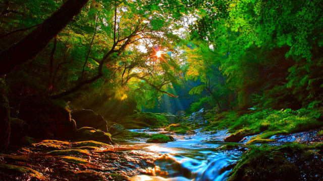 Lush forest stream sunshine nature free wallpaper for desktop - medium preview image