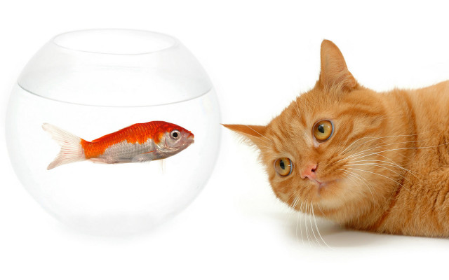 Cat looking fish bowl water #2 free wallpaper for desktop - medium preview image