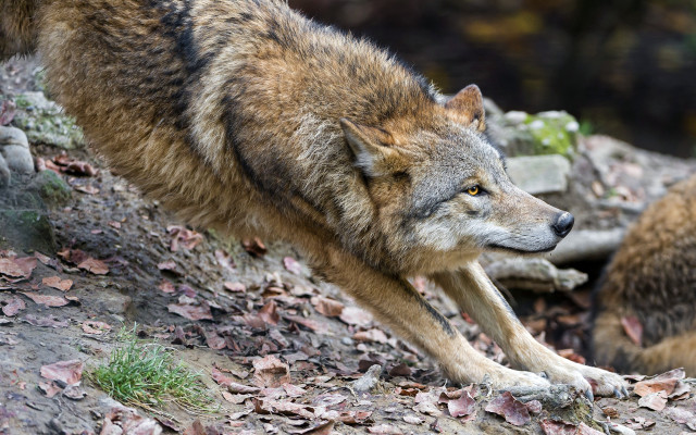 Wolf rocky hill motion blur free wallpaper for desktop - medium preview image