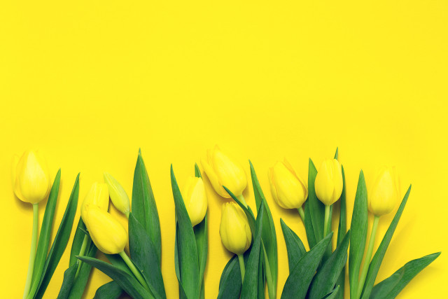 Yellow tulips green leaves moon free wallpaper for desktop - medium preview image