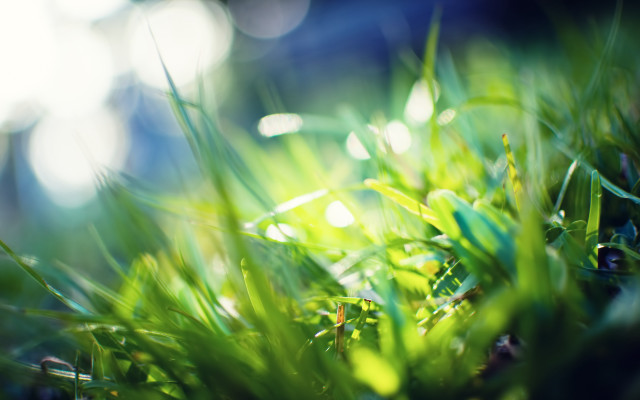 Green grass sunlight macro nature free wallpaper for desktop - medium preview image
