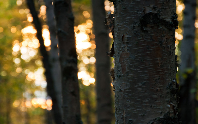 Tree trunk bokeh night city free wallpaper for desktop - medium preview image