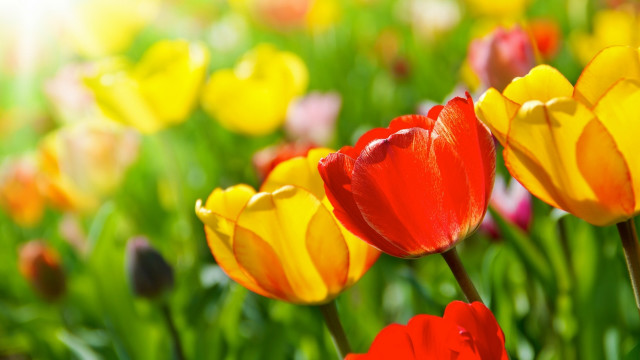Flower field blurry bokeh colorful free wallpaper for desktop - medium preview image