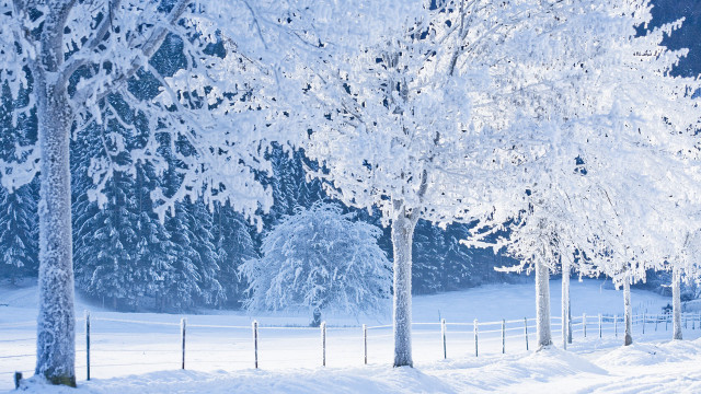 Snowy field fence trees person free wallpaper for desktop - medium preview image