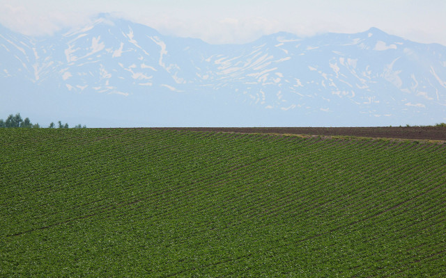 Large field mountain horse english free wallpaper for desktop - medium preview image