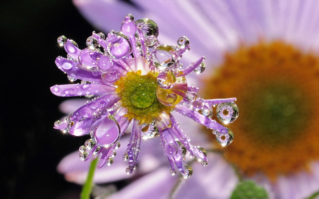 Purple flower water droplets macro #16 free wallpaper for desktop - medium preview image