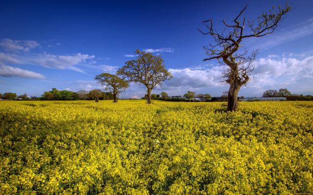 Yellow flowers trees clouds sky free wallpaper for desktop - medium preview image