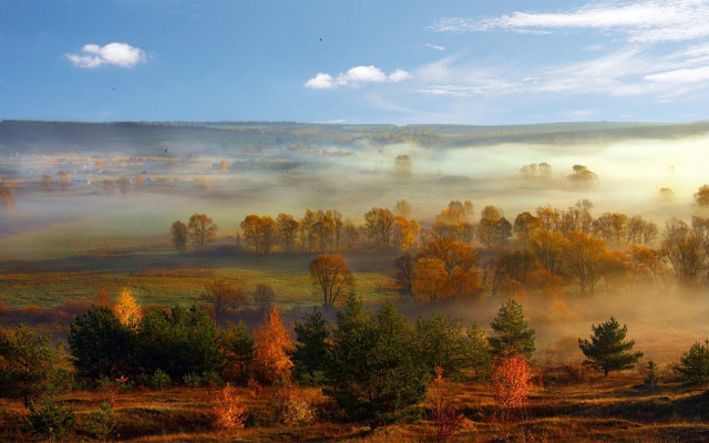 Foggy landscape trees field blue free wallpaper for desktop - medium preview image