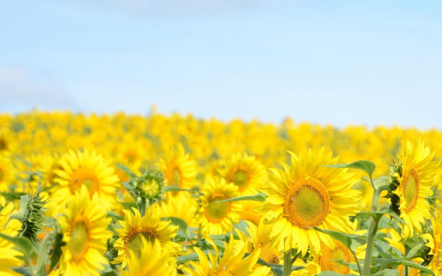 Sunflower field blue sky clouds #4 free wallpaper for desktop - medium preview image