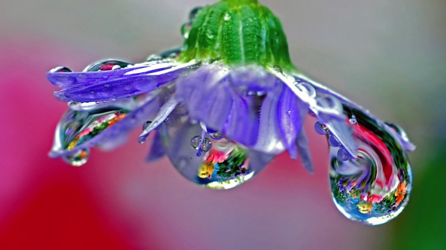 Flower water droplets macro green #2 free wallpaper for desktop - medium preview image