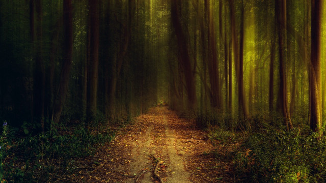 Dirt road forest leaves path free wallpaper for desktop - medium preview image