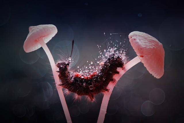 Mushrooms water droplets worm macro free wallpaper for desktop - medium preview image