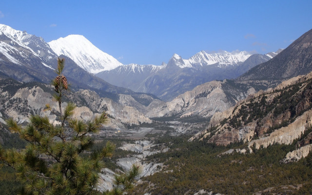 Mountain valley pine snowy forest free wallpaper for desktop - medium preview image