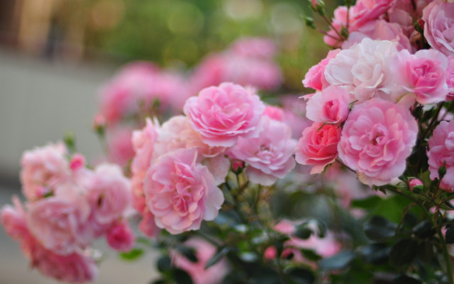 Pink flowers vase outdoor roses free wallpaper for desktop - medium preview image