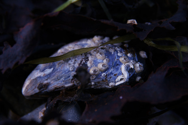 Rock plant ground dark leaves free wallpaper for desktop - medium preview image