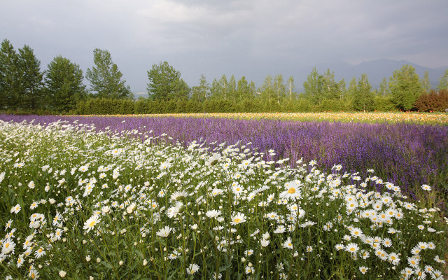 Flower field trees clouds sky free wallpaper for desktop - medium preview image