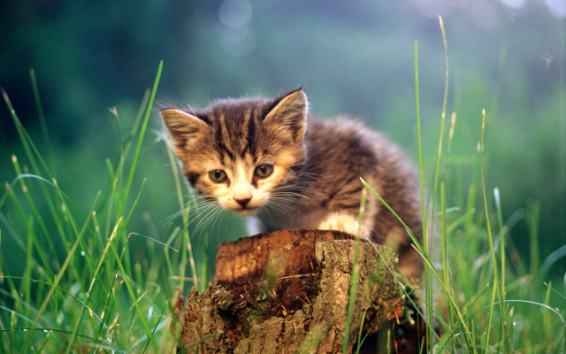 Kitten green field tree stump free wallpaper for desktop - medium preview image