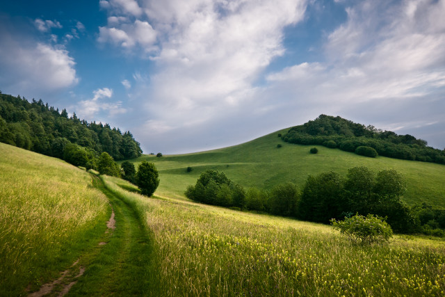 Grassy hill path tree cloudy free wallpaper for desktop - medium preview image