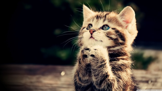 Kitten standing pawing camera wide #2 free wallpaper for desktop - medium preview image