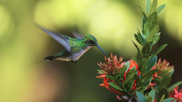 Hummingbird flower open wings blurry free wallpaper for desktop - medium preview image